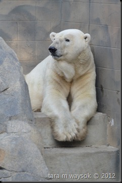 pensive polar bear with crossed paws